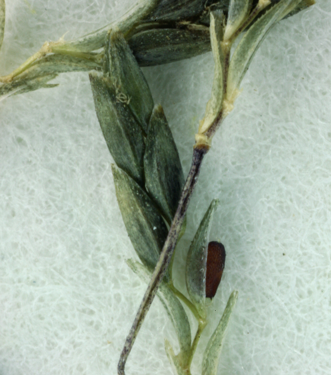 Eragrostis mexicana ssp. virescens