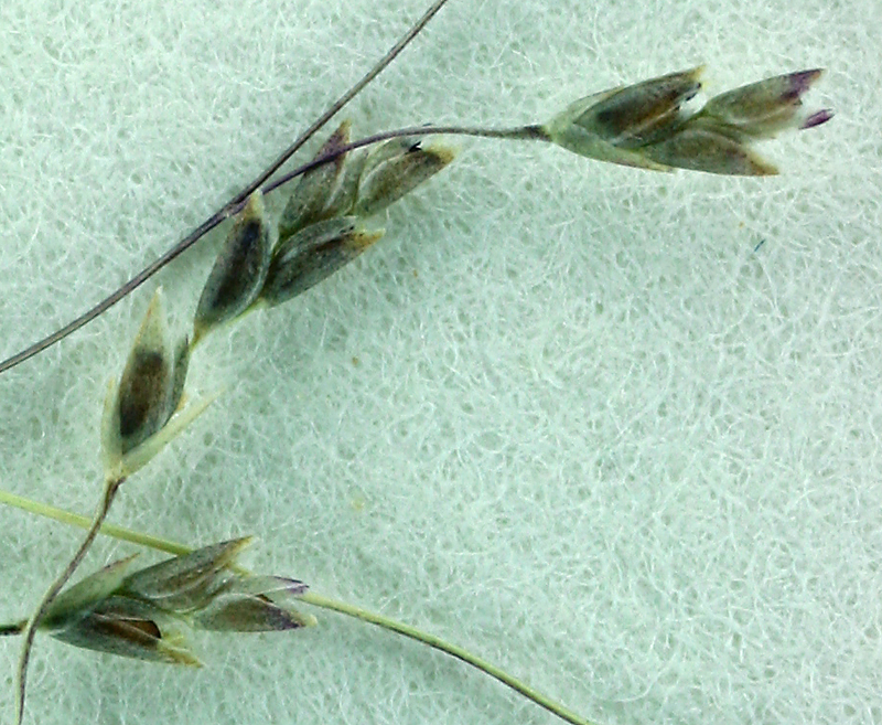 Eragrostis pilosa var. pilosa
