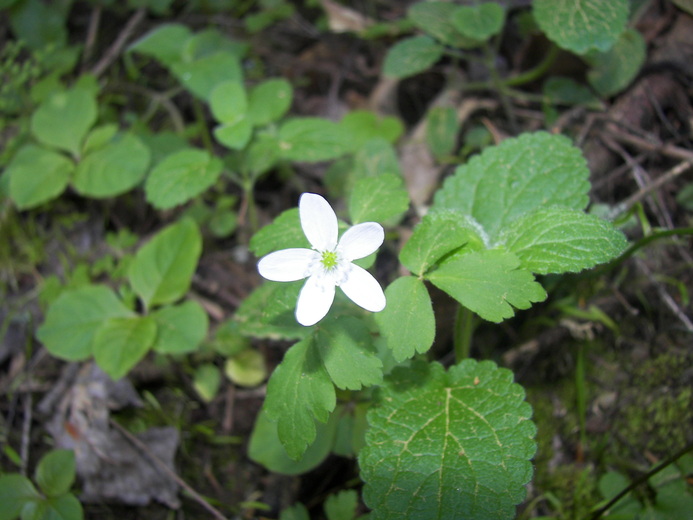 Anemone oregana