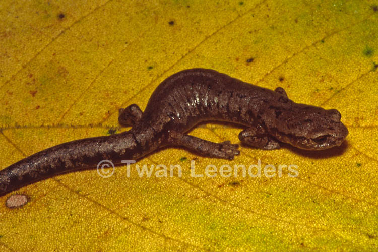 Bolitoglossa heiroreias