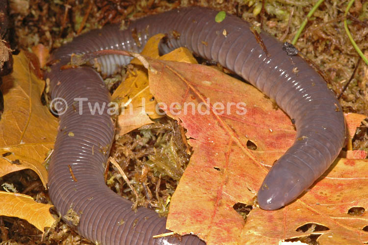 Dermophis mexicanus