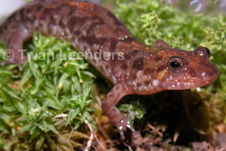 Desmognathus monticola Desmognathus monticola