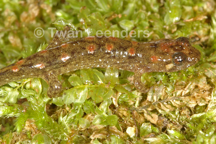 Desmognathus monticola Desmognathus monticola