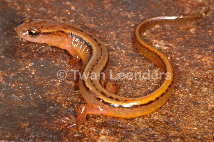 Eurycea bislineata Eurycea bislineata