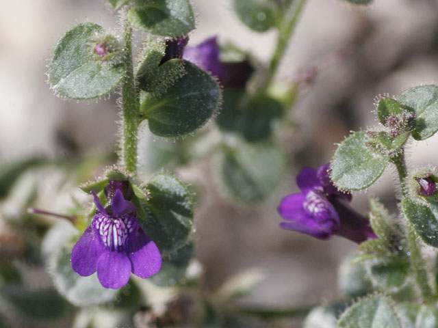 Antirrhinum nuttallianum ssp. subsessile Antirrhinum nuttallianum ssp. subsessile