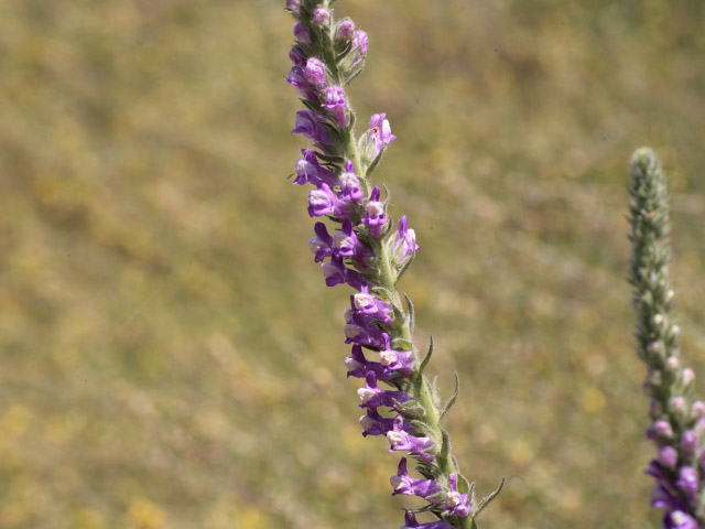 Antirrhinum thompsonii