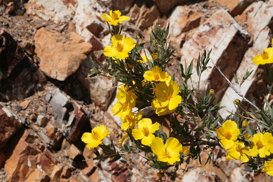 Dendromecon rigida Dendromecon rigida