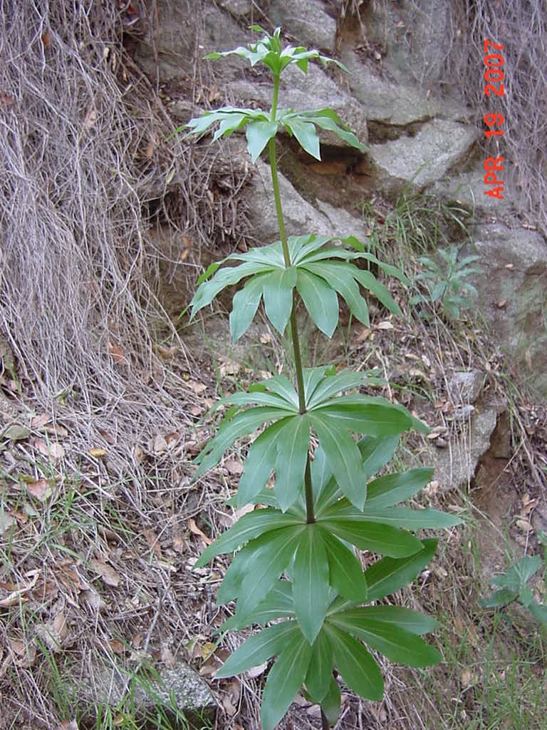 Lilium humboldtii ssp. ocellatum