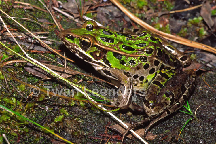 Rana sphenocephala Rana sphenocephala