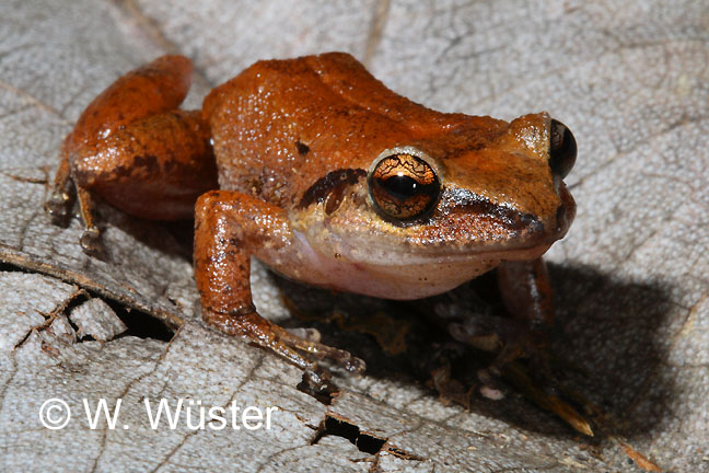 Eleutherodactylus martinicensis