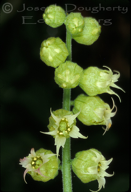 Tellima grandiflora Tellima grandiflora