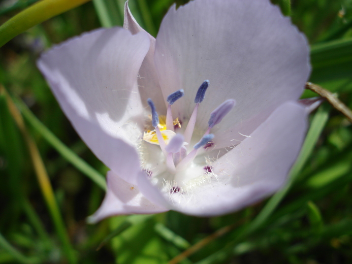 Calochortus uniflorus Calochortus uniflorus