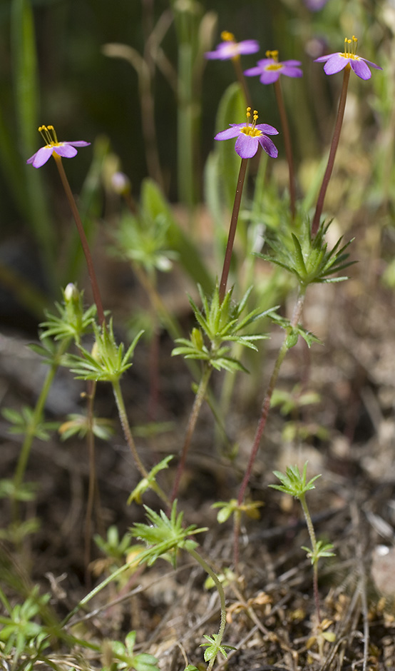 Leptosiphon bicolor Leptosiphon bicolor