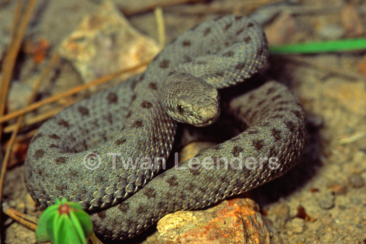 Crotalus pricei Crotalus pricei