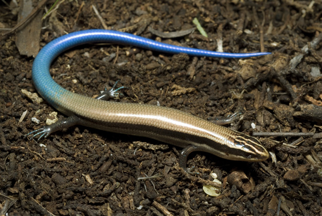 Plestiodon callicephalus Plestiodon callicephalus