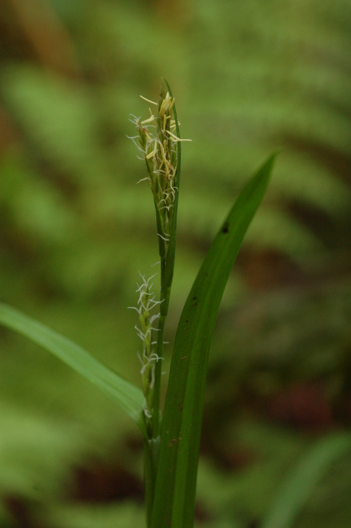Carex hendersonii
