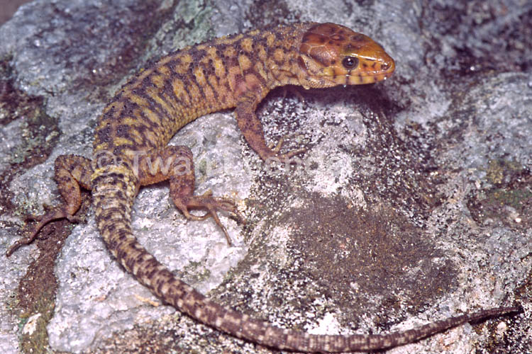 Lepidophyma flavimaculatum Lepidophyma flavimaculatum