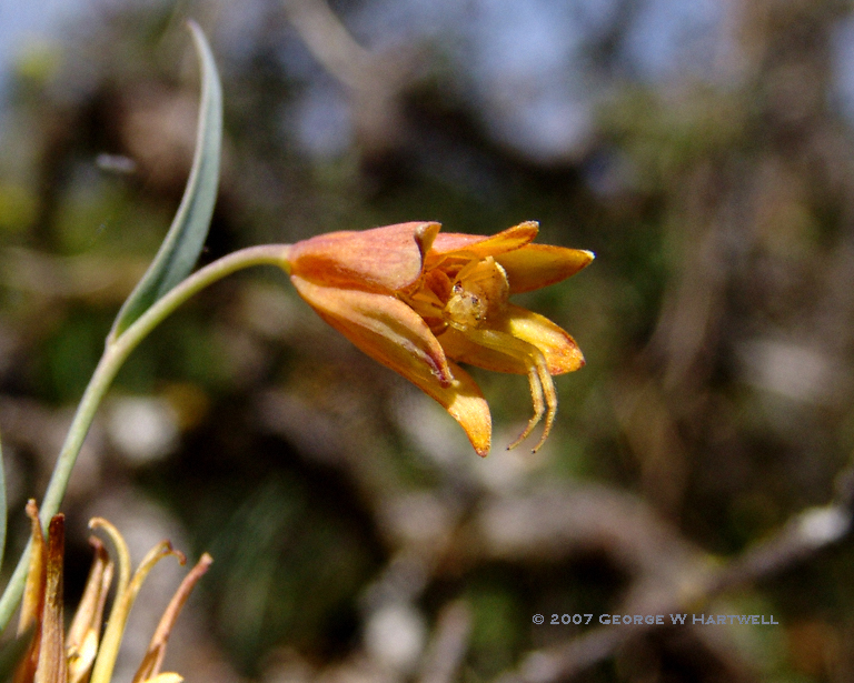 Fritillaria eastwoodiae Fritillaria eastwoodiae