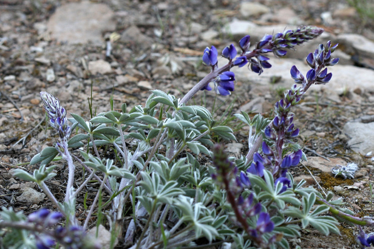 Lupinus onustus Lupinus onustus