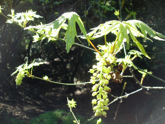Acer macrophyllum Acer macrophyllum