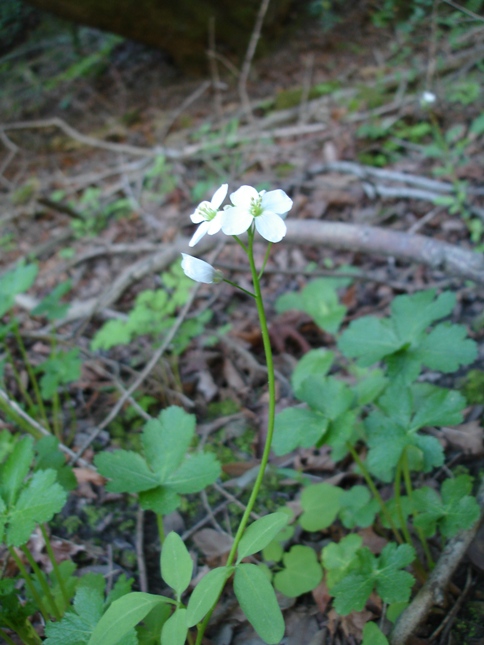 Cardamine californica Cardamine californica