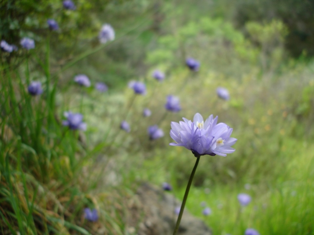 Dichelostemma capitatum ssp. capitatum Dichelostemma capitatum ssp. capitatum
