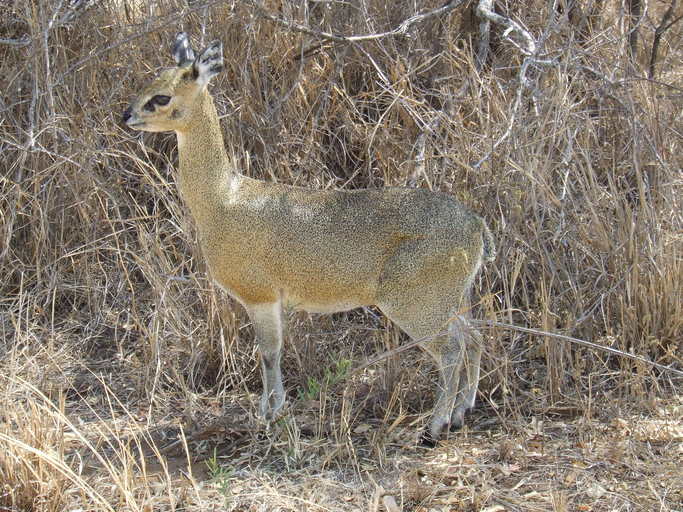 Oreotragus oreotragus