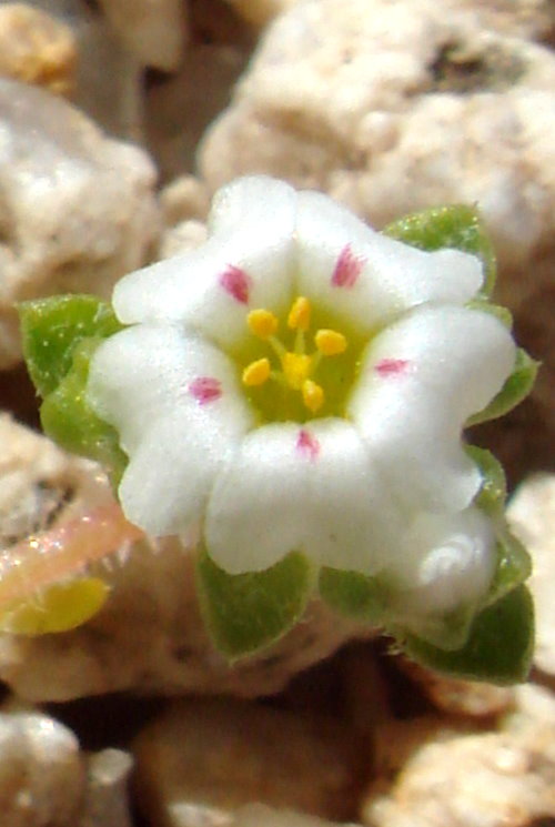 Linanthus maculatus