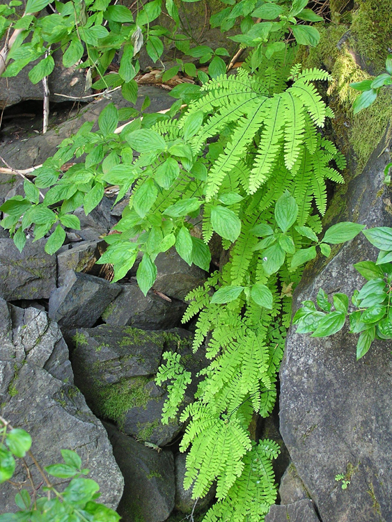 Adiantum aleuticum