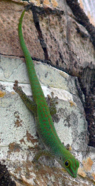 Phelsuma sundbergi longinsulae Phelsuma sundbergi longinsulae