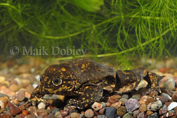 Telmatobius culeus Telmatobius culeus