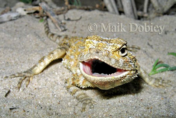 Agama hispida Agama hispida