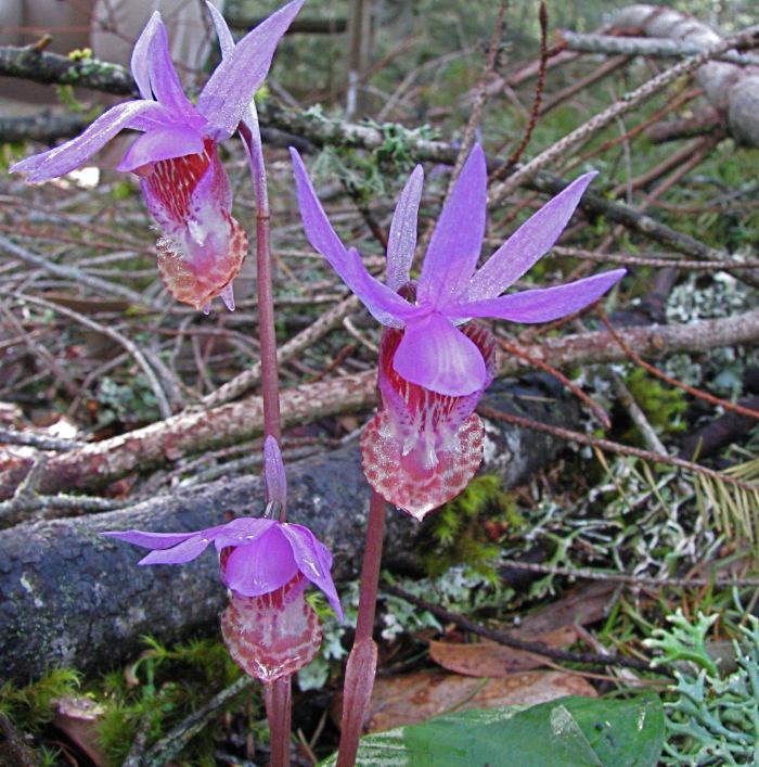 Calypso bulbosa Calypso bulbosa