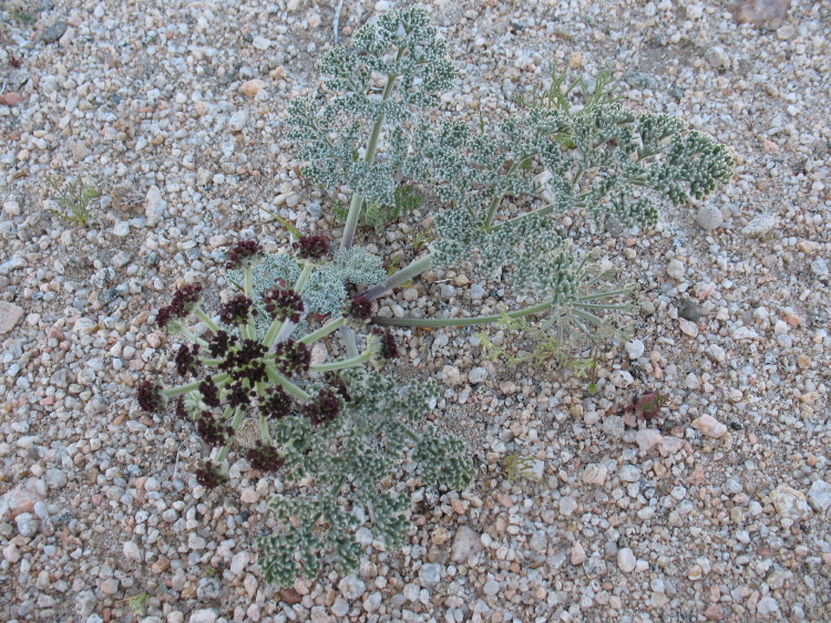 Lomatium mohavense