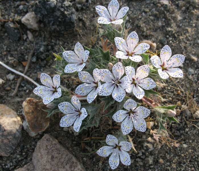 Langloisia setosissima Langloisia setosissima