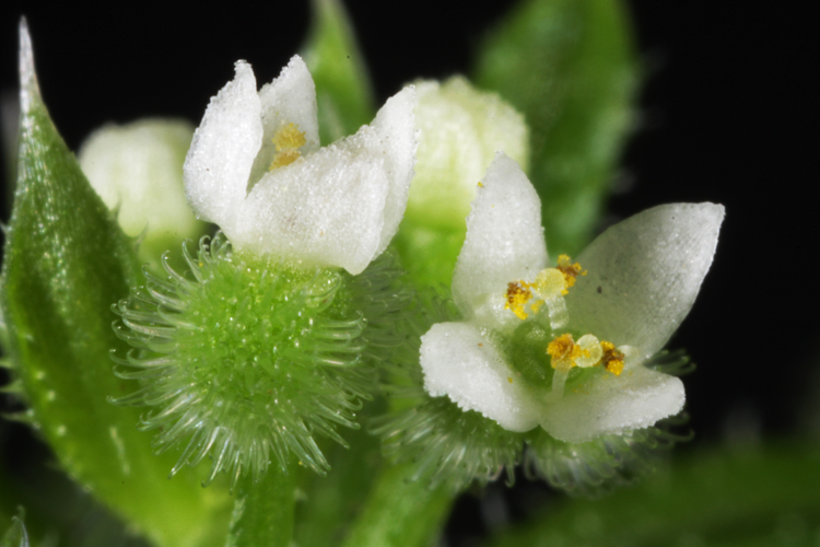Galium aparine Galium aparine