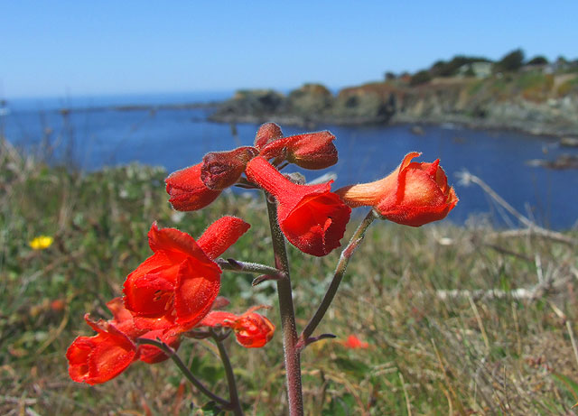 Delphinium nudicaule Delphinium nudicaule