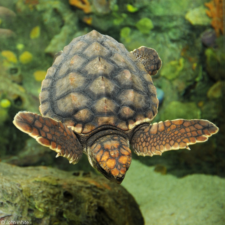 Caretta caretta