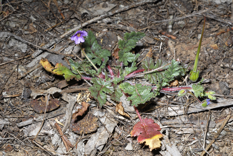 Erodium botrys