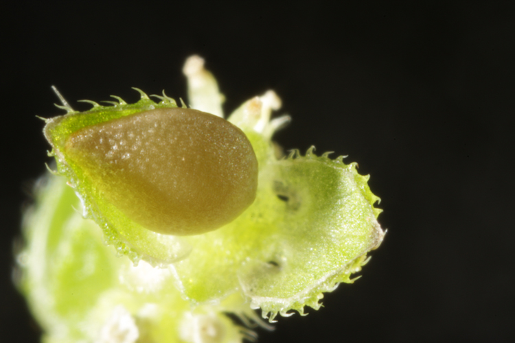 Urtica urens Urtica urens