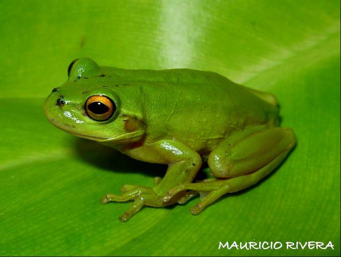 Dendropsophus labialis