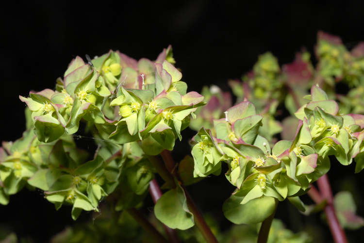 Euphorbia peplus Euphorbia peplus