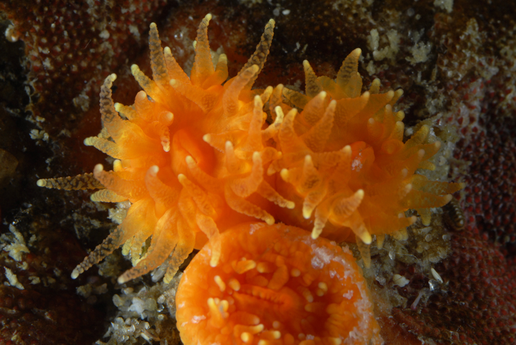 Balanophyllia elegans