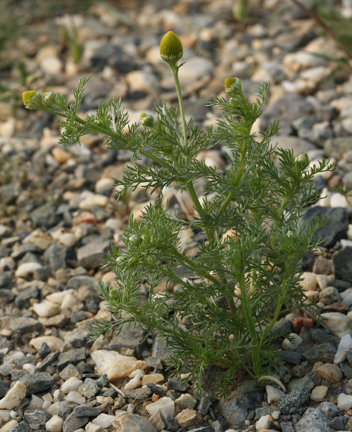 Matricaria discoidea