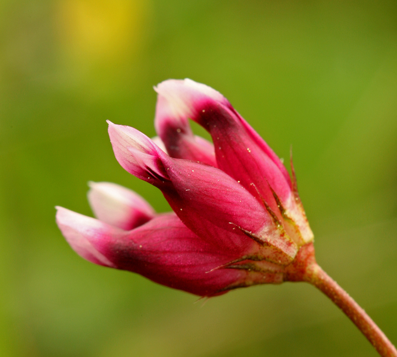 Trifolium depauperatum var. depauperatum Trifolium depauperatum var. depauperatum