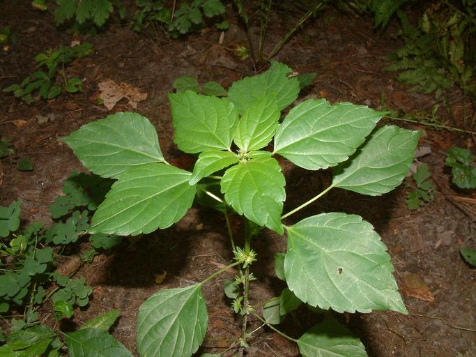 Acalypha rhomboidea