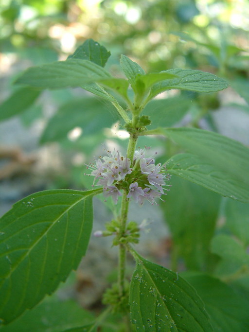 Agastache foeniculum Agastache foeniculum
