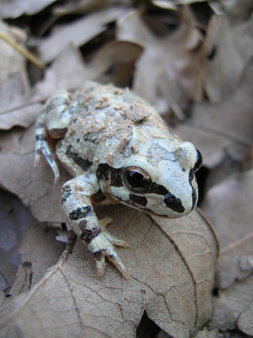 Pseudacris streckeri