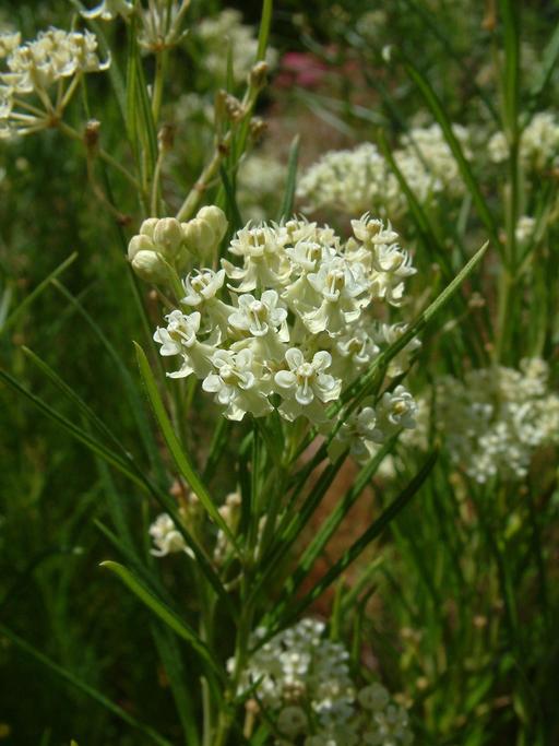 Asclepias verticillata Asclepias verticillata