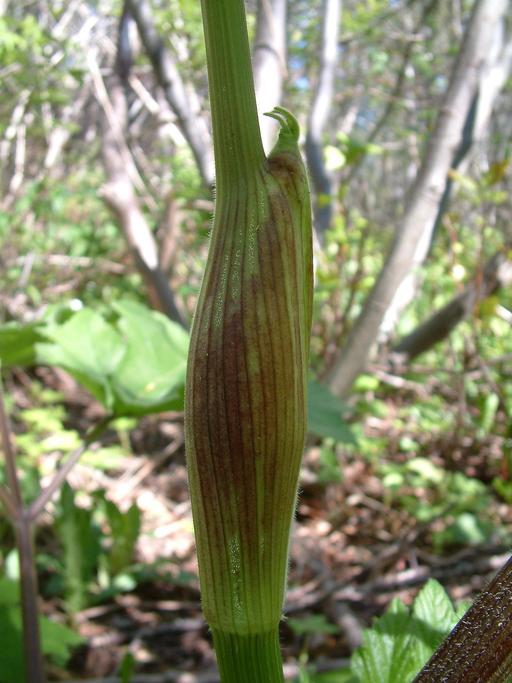 Angelica atropurpurea Angelica atropurpurea